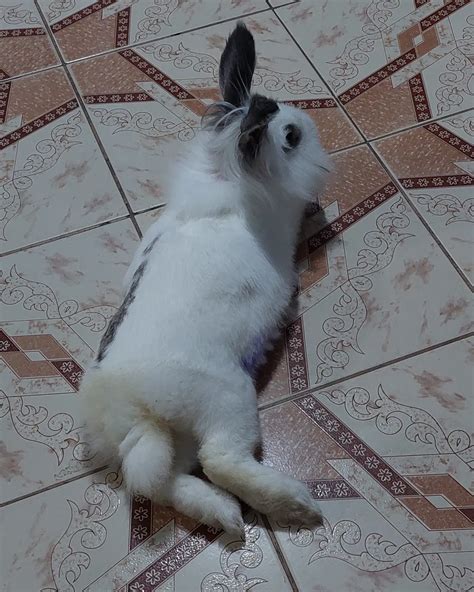 chiqui bunnyerome|chiquicute (@chiquicute) .
